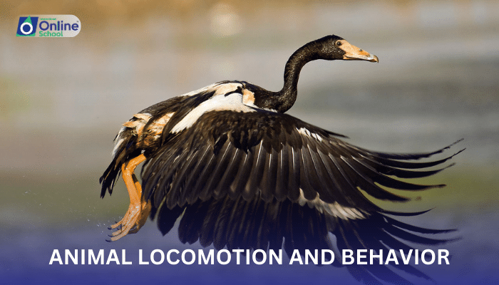 Lesson 15: Animal Locomotion and Behavior